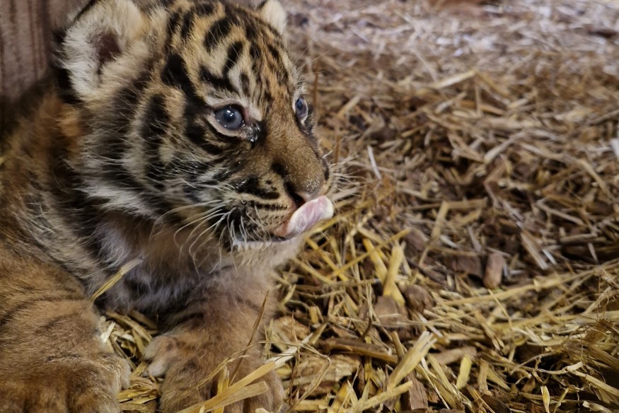 Carnet rose : un bébé tigre de Sumatra est né au Pal
