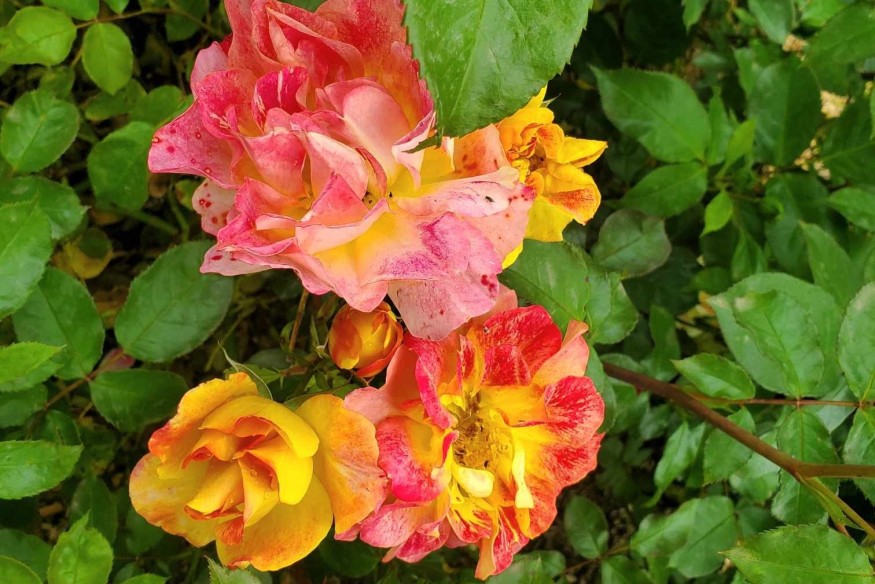 Déjà des récompenses à des concours internationaux pour la rose La Bourbonnaise