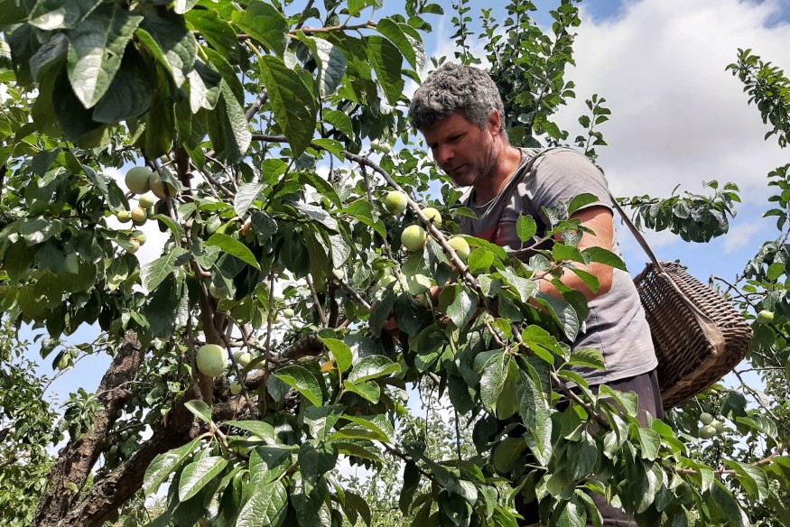 Il est le seul arboriculteur du bassin montluçonnais : rencontre avec Thomas Dumas