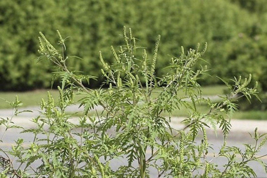 On entre dans la période où l'ambroisie, une plante hautement allergisante, impacte le plus la santé humaine