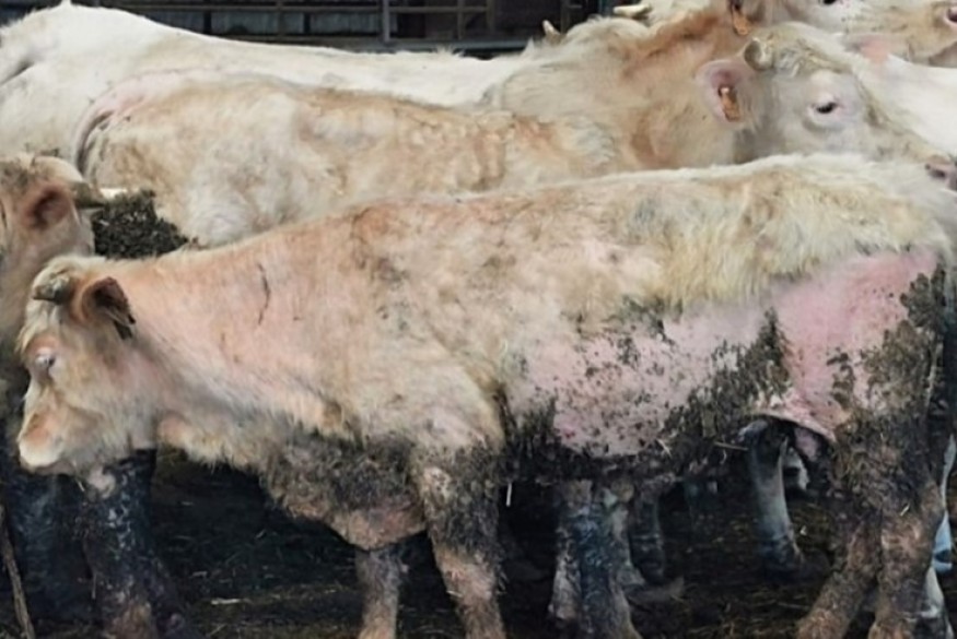 L'Allier se dote d'une cellule de lutte contre la maltraitance animale