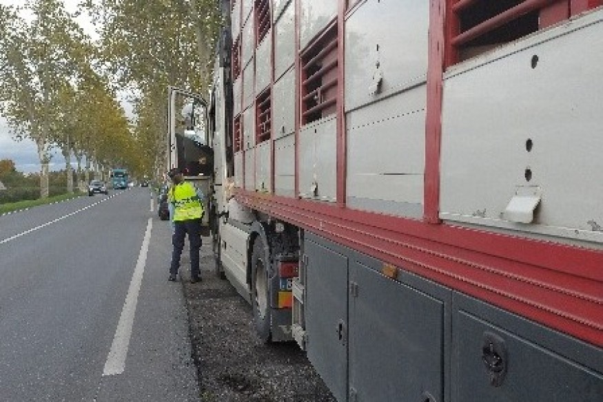Restriction des mouvements de bovins : des contrôles menés dans l'Allier