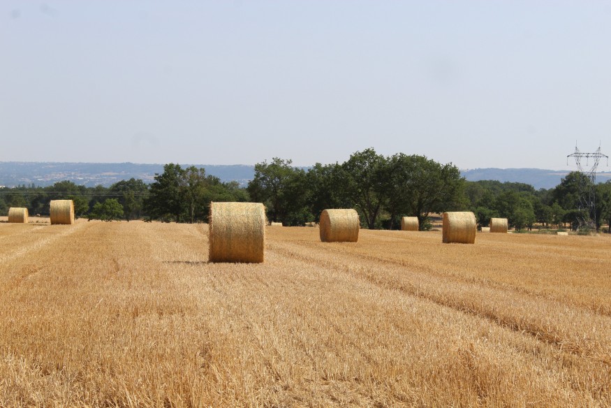 Des aides pour les agriculteurs de l'Allier touchés par la sécheresse